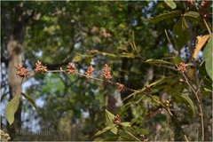 Flemingia macrophylla
